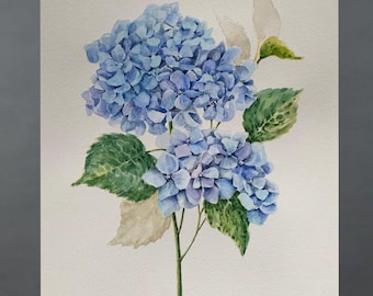 Hydrangea Watercolor Painting Blue Hydrangeas Art Floral Botanical Art Flowers Original Wall Art 14 by 11 inches