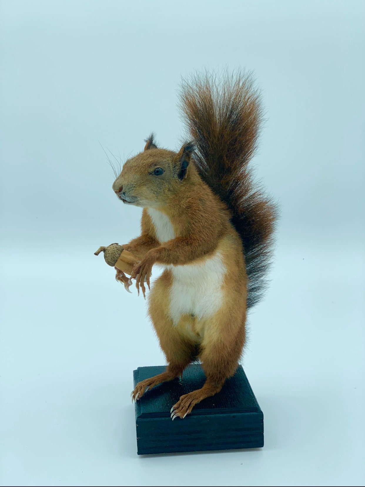 Véritable Écureuil en Peluche