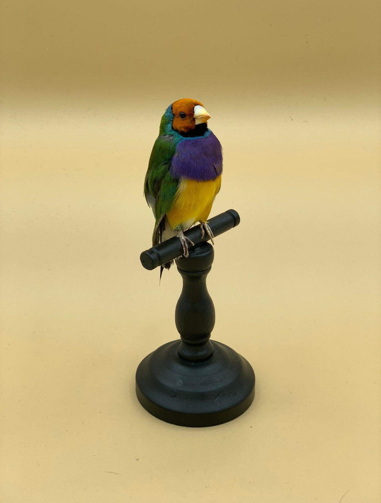 Vraie Taxidermie Farcie Goldian Finch