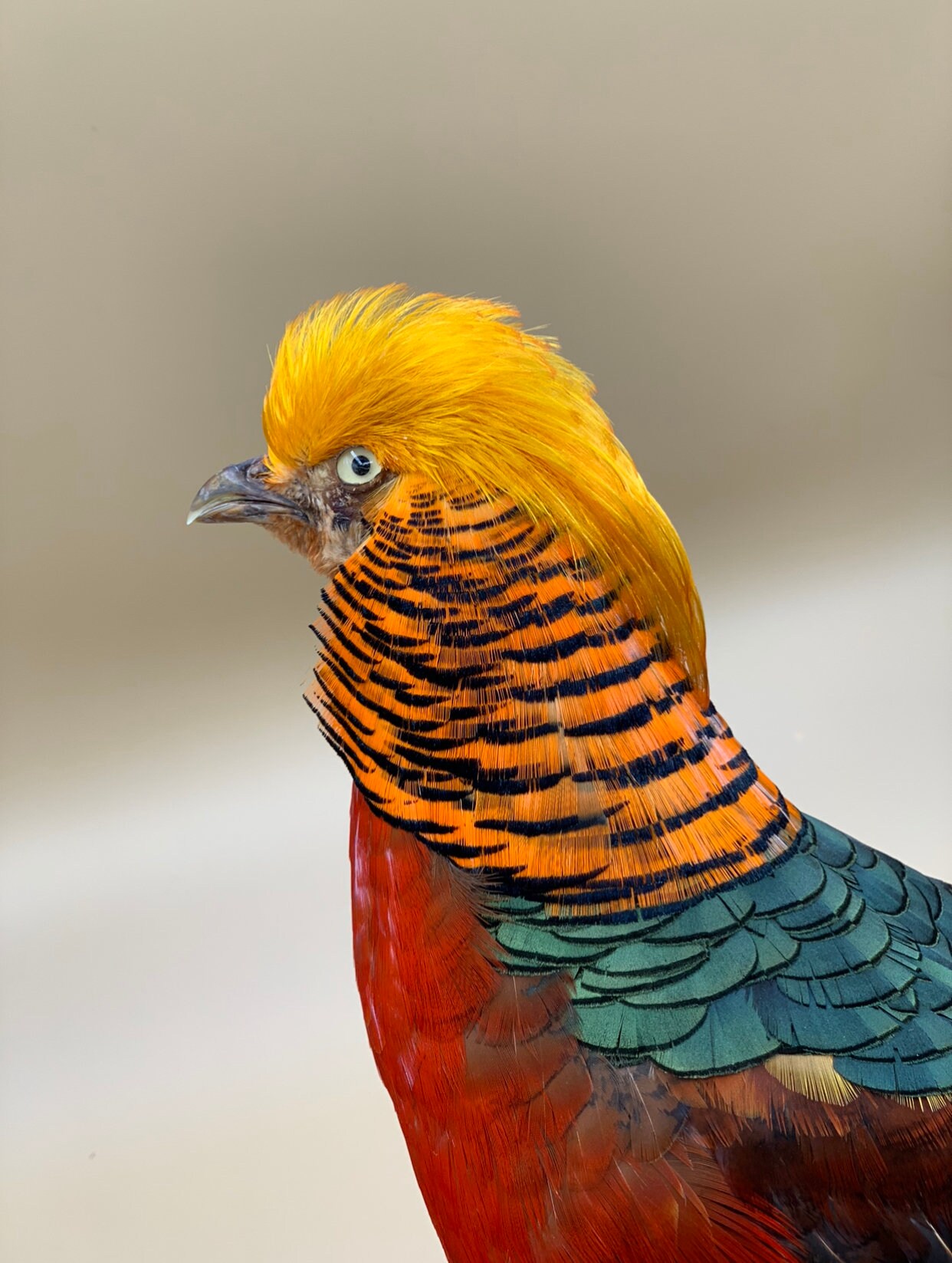 Vrai Faisan Doré Farci