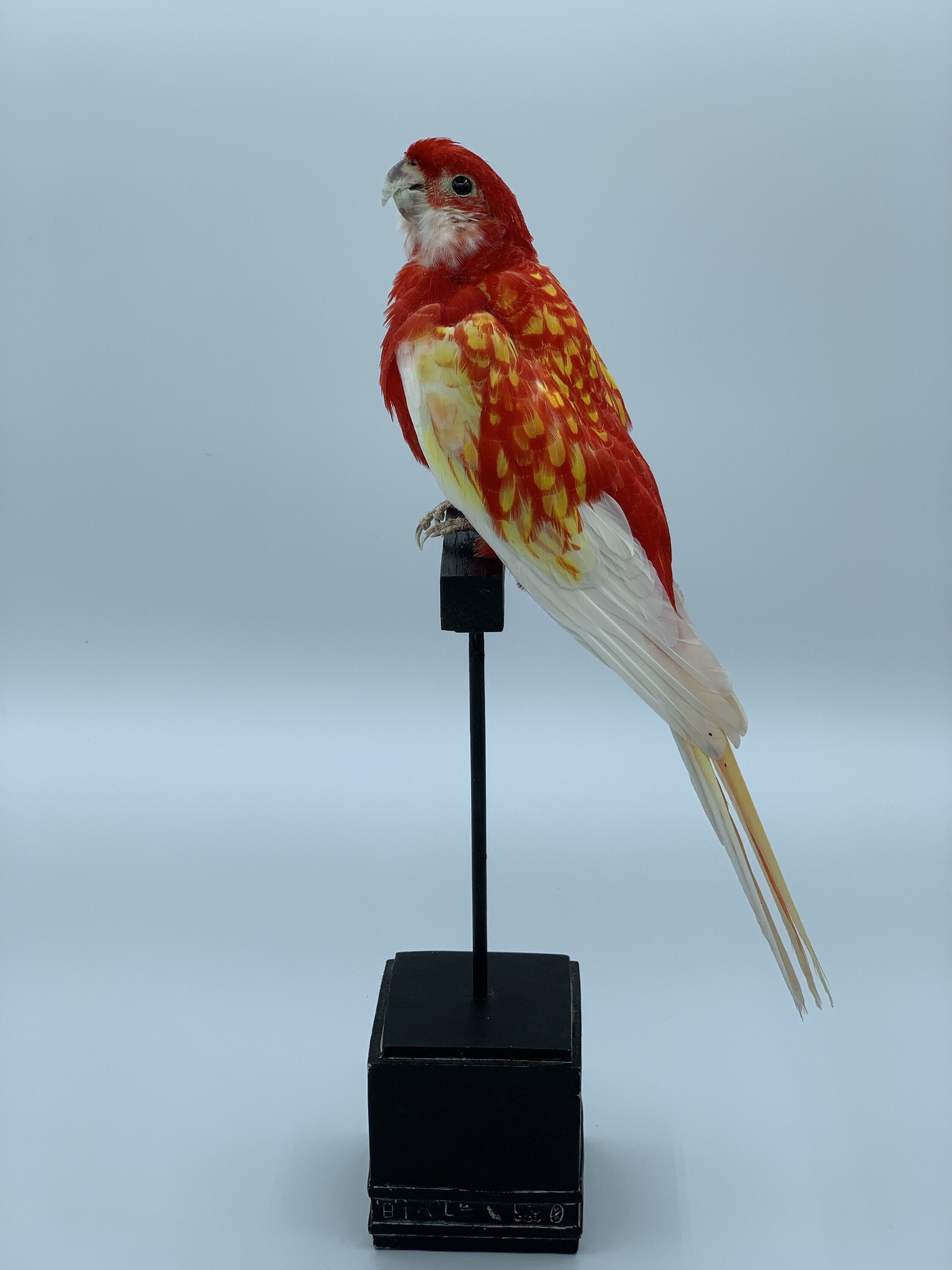 Taxidermie Rosella