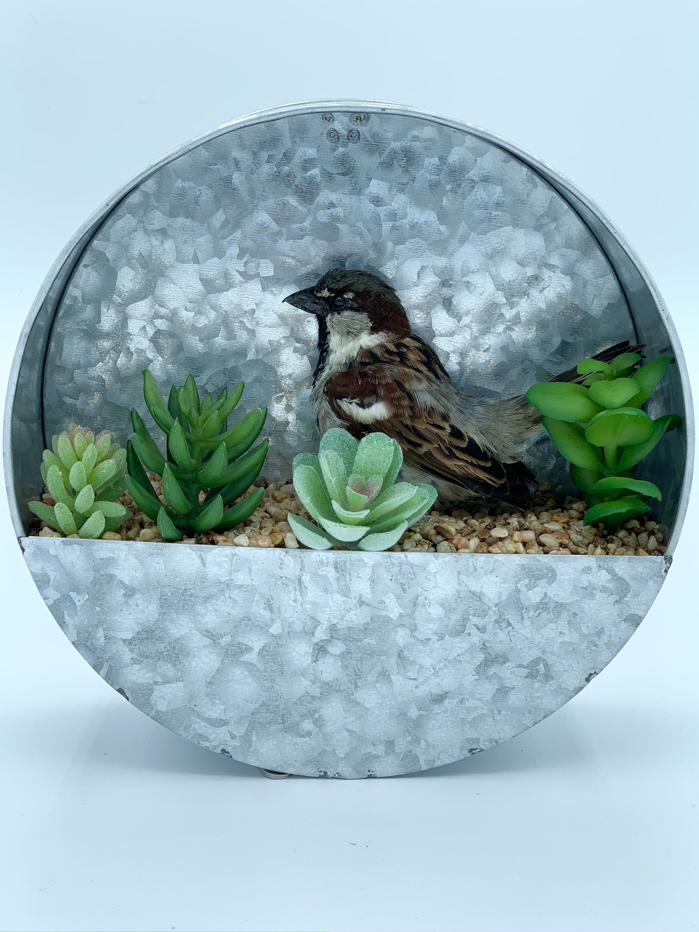 Vrai Moineau Domestique en Peluche