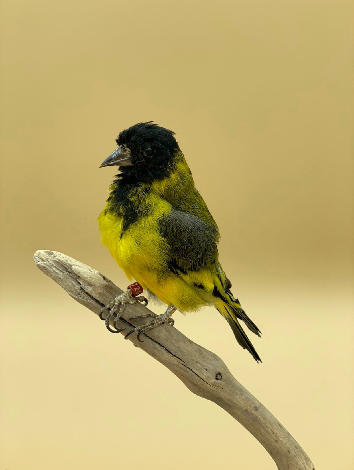 Vrai Siskin à Tête Noire Farcie
