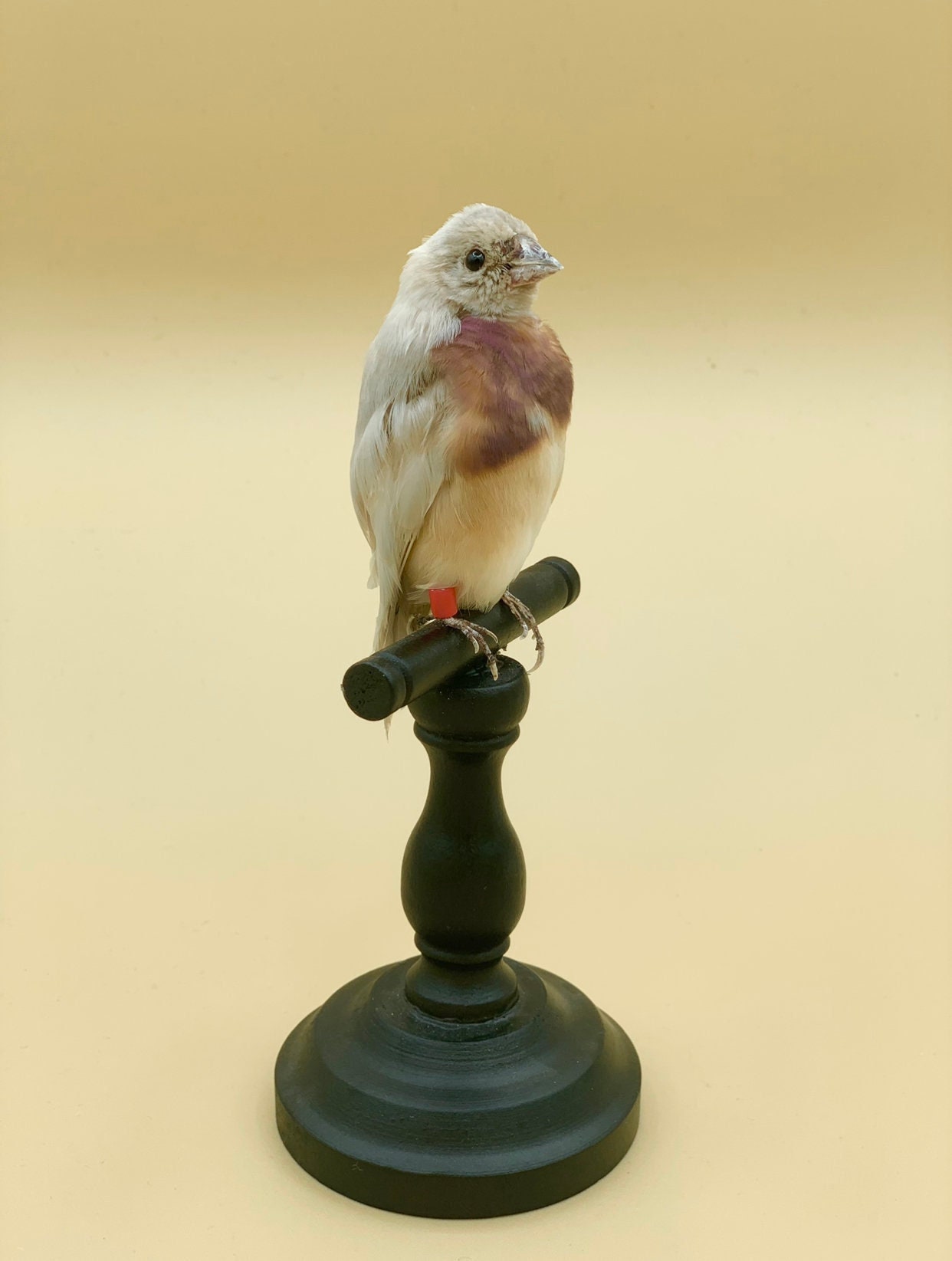 Vraie Taxidermie Farcie Goldian Finch