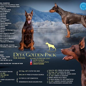 Dog design | Design for dogs breeder | breeders | stud dog | presentation | kennel | planned litter announcement | Stud Banner | Kennel