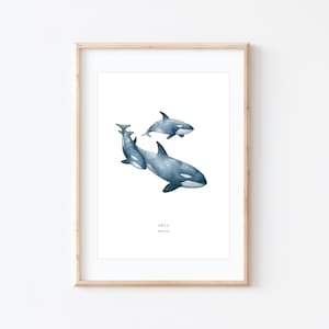 May include: A watercolour illustration of three orcas swimming against a white background. The orcas are blue and grey. The text "ORCA" and "Orcinus orca" is printed below the orcas.