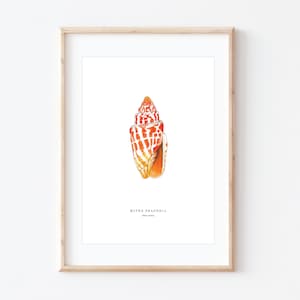 Mitre Seashell, Beach Watercolour, Orange Seashell, Hamptons Home Decor, Beach Artwork, BRD Prints