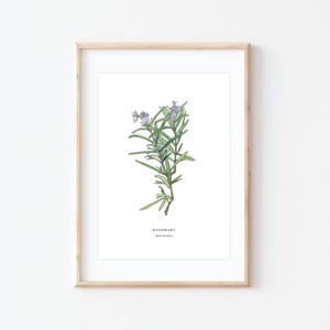 Rosmarino, stampa di erbe aromatiche, minimalista, illustrazione di rosmarino, stampa da giardino, opera d'arte da cucina