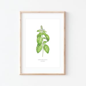 Acquerello di basilico, stampa di erbe aromatiche, minimalista, illustrazione di basilico, stampa di giardino, opera d'arte da cucina, verde