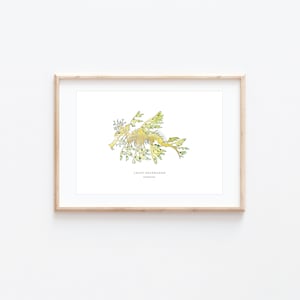 Leafy Sea Dragon Print, Watercolour Home Decor Print, Seadragon Wall Art, BRD Prints