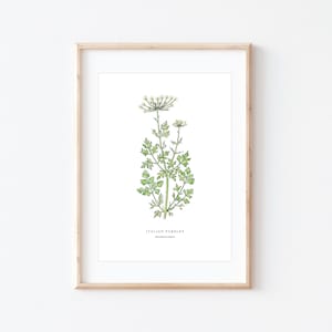 Italiaanse peterselie, kruidenkunstwerk, tuinprint, peterselie-aquarel