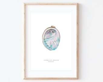 Australian Abalone Shell Print: Coastal Watercolor Artwork