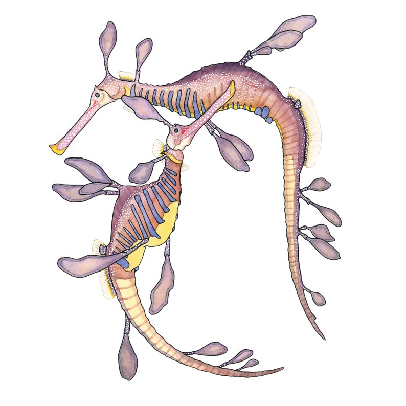 K&ouml;nnte beinhalten: Zwei Aquarell-Seepferdchen mit violetten, blauen und gelben Details. Die Seepferdchen sind ineinander verschlungen und haben lange, flie&szlig;ende Schw&auml;nze.