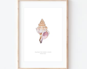 Trapez Muschel, Aquarell Muschel Kunstdruck, Strand Malerei, Küsten Wand Dekor, BRD Drucke
