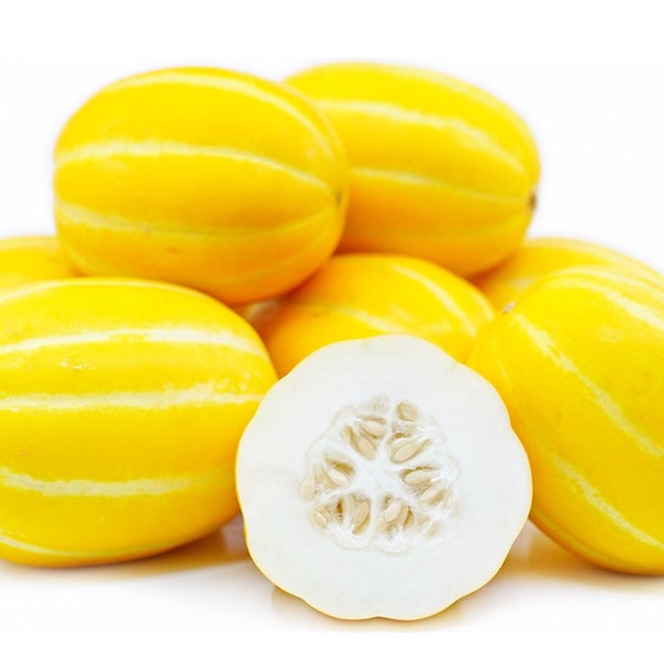 Korean Melon Etsy