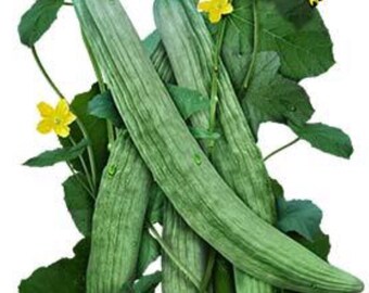 cucumber armenian yard long 25 seeds