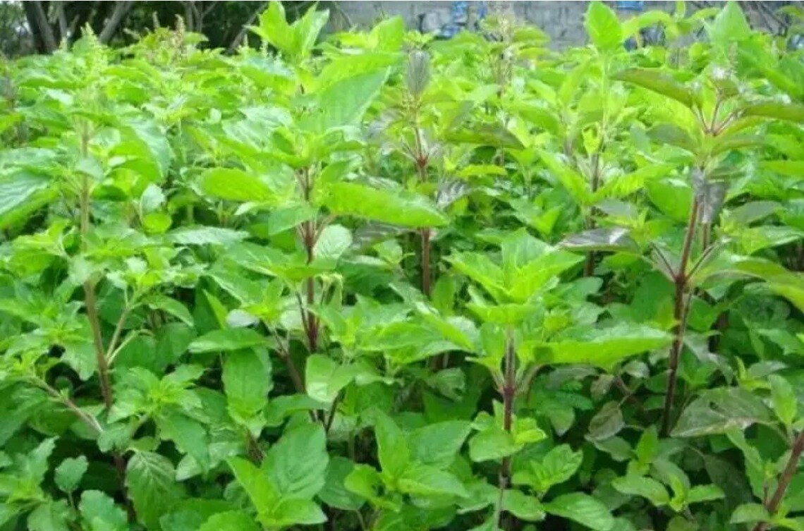 Buy Thai Holy Basil Green Leaf 150 Seeds Online in India Etsy