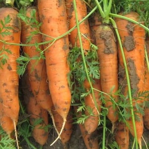 New Kuroda carrot 100 seeds