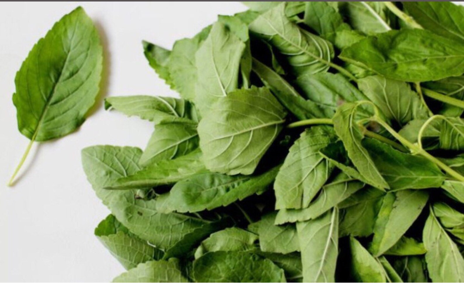 Buy Thai Holy Basil Green Leaf 150 Seeds Online in India Etsy