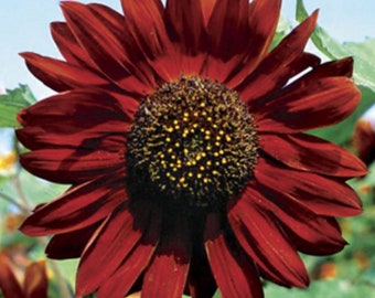 Sun flower velvet queen 50 seeds