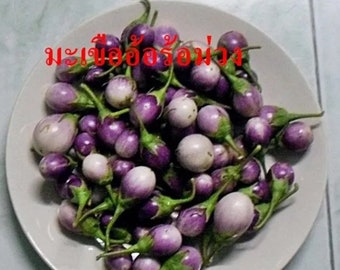 Thai  purple Eggplant growing 25 seeds