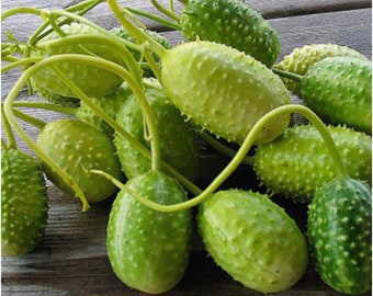 west indian gherkin cucumber 20 seeds