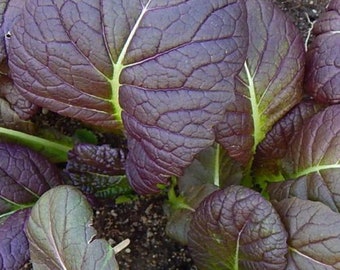 mustard osaka purple 200 seeds