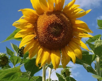 Sun flower mammoth Russian 20 seeds