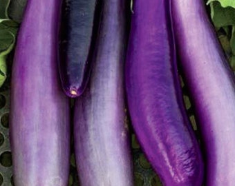 Taiwan eggplant ping tung 50 seeds