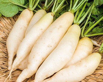 Daikon Radish 200 seeds