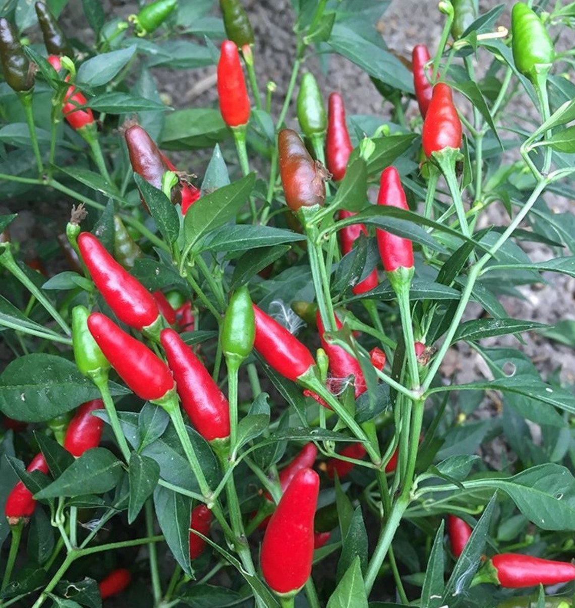 4 Thai hot peppers 68 inches live 4 plants Etsy