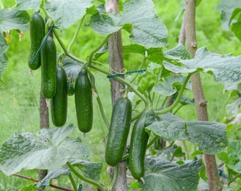 muncher cucumber 15 seeds