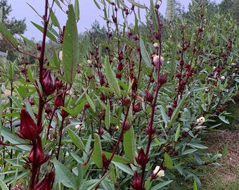 roselle sour 50 seeds