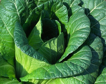 chinese cabbage hiroshimana 50 seeds