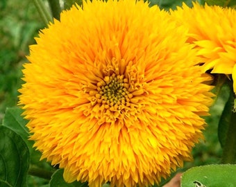 Sunflower teddy bear 50 seeds