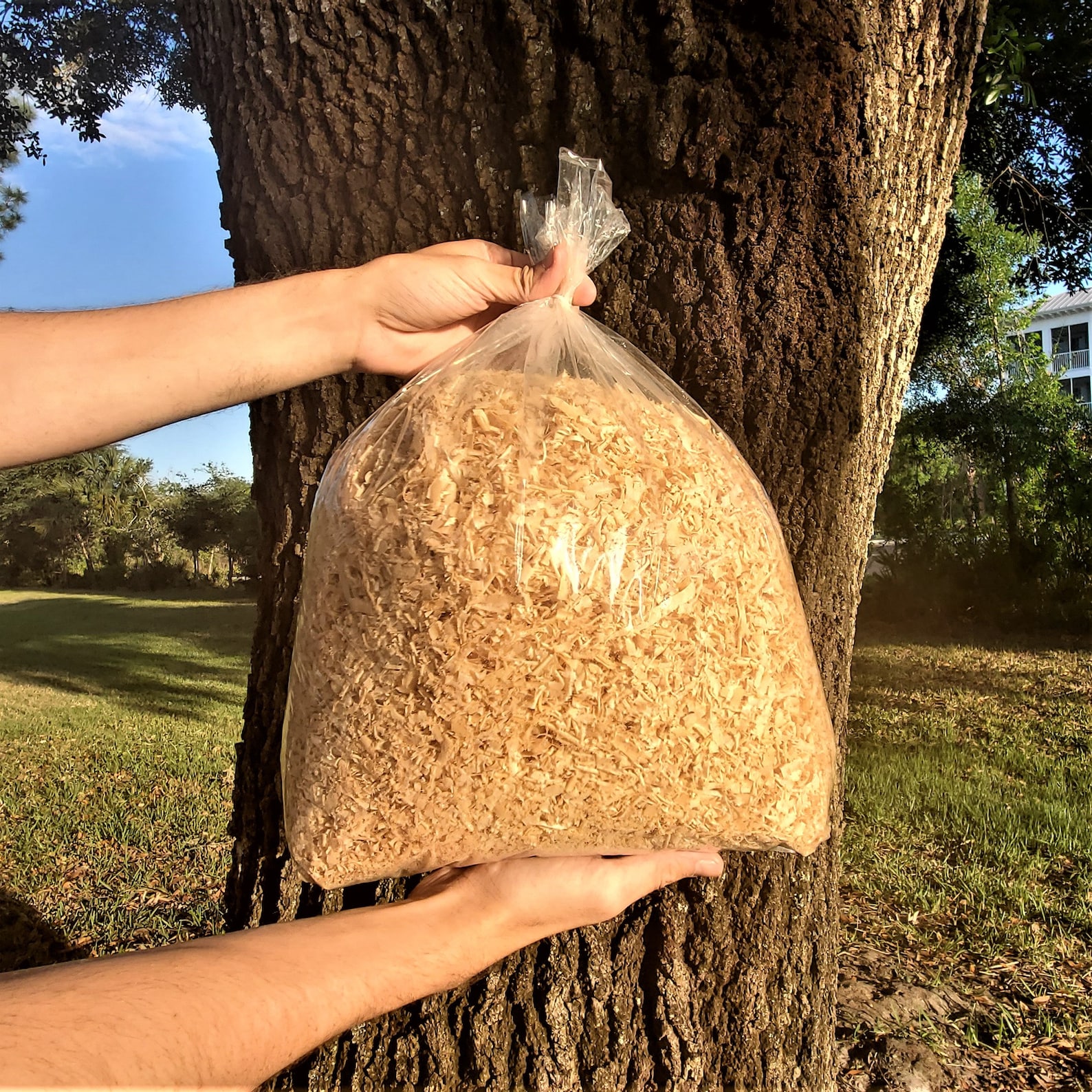 Pine Shavings In Bulk