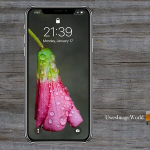 Puede incluir: Primer plano de una flor rosa con gotas de agua en los pétalos. La flor está enfocada y el fondo está desenfocado. La pantalla del teléfono muestra la hora 21:39 y la fecha lunes 17 de enero.