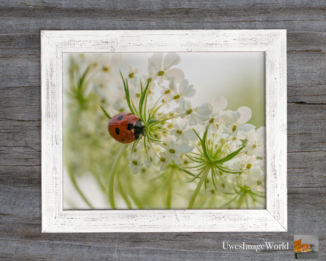 Printable Wall Art | Lovely Ladybug | Digital Print | Nature ...