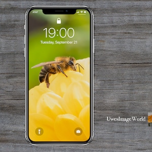 Könnte beinhalten: Nahaufnahme einer Biene auf einer gelben Blüte. Die Biene ist scharf, die Blüte unscharf. Das Bild wurde mit einem Smartphone aufgenommen, die Uhrzeit ist 19:00 Uhr und das Datum Dienstag, 21. September.