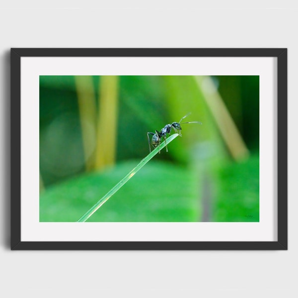 Printable Wall Art | Ant | Digital Print | Nature Photography | Home Decor | Digital Download | Beautiful Nature Image