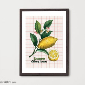 Vintage Lemon Botanical Print: Summery Kitchen Wall Art