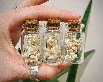 Real bird vertebrae crow bones mini curio jars