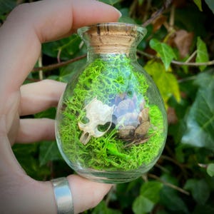 Riktiga musdödskallar, konserverad mossa och kuriosaburk av tallkottar