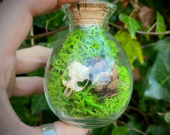 Real mouse skulls, preserved moss & pine cone curio jar