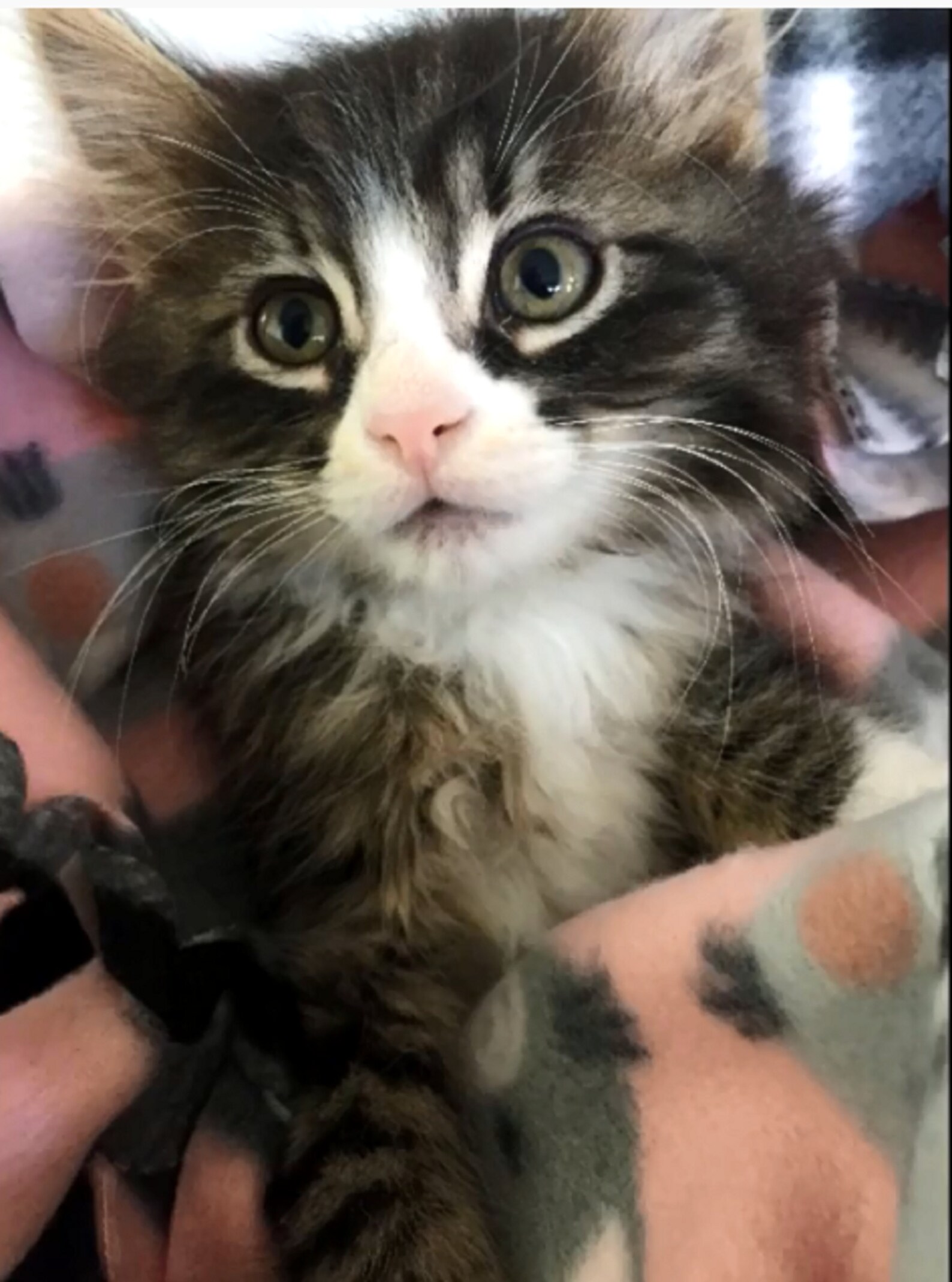 Fleece Pet Blanket PDF SEWING PATTERN, Digital Download, How to Make a