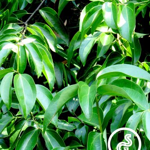 Cinnamon Leaf Essential Oil (cinnamomum verum), 100% PURE & UNCUT, Warm, Spicy-Sweet. Origin, Madagascar