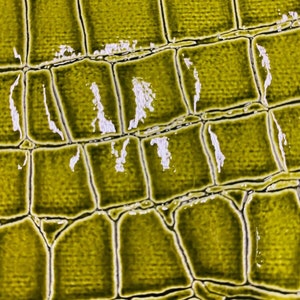 Olive Vinyl Faux Fake Leather Pleather Embossed Shiny Alligator Fabric Upholstery By Yard