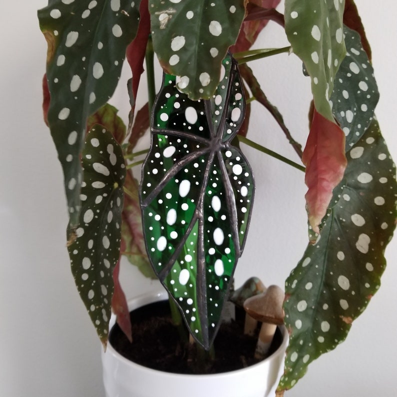 Begonia maculata Stained Glass Leaf Suncatcher Plant