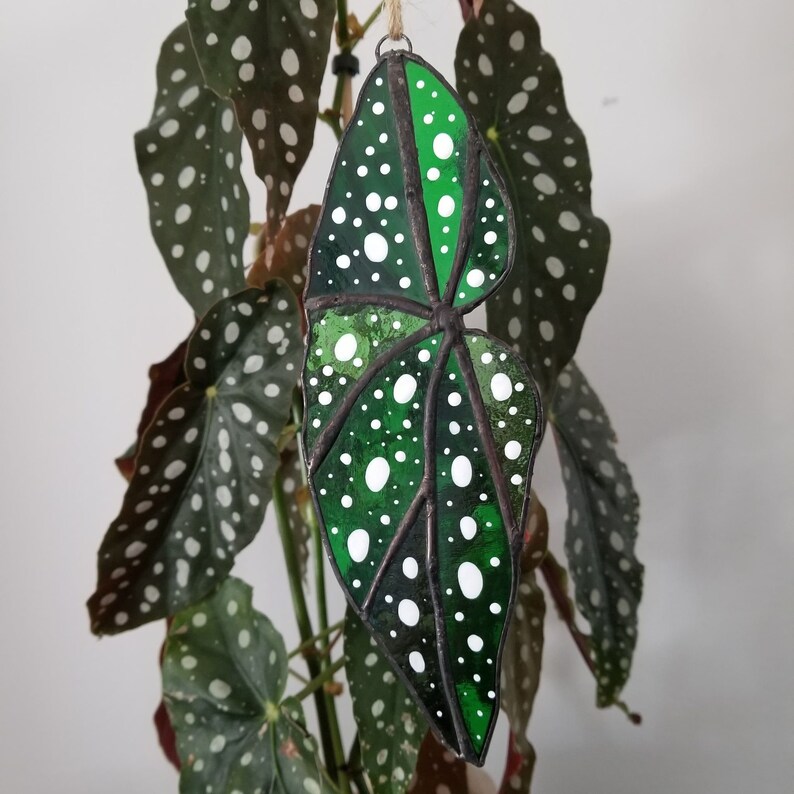 Begonia maculata Stained Glass Leaf Suncatcher Plant