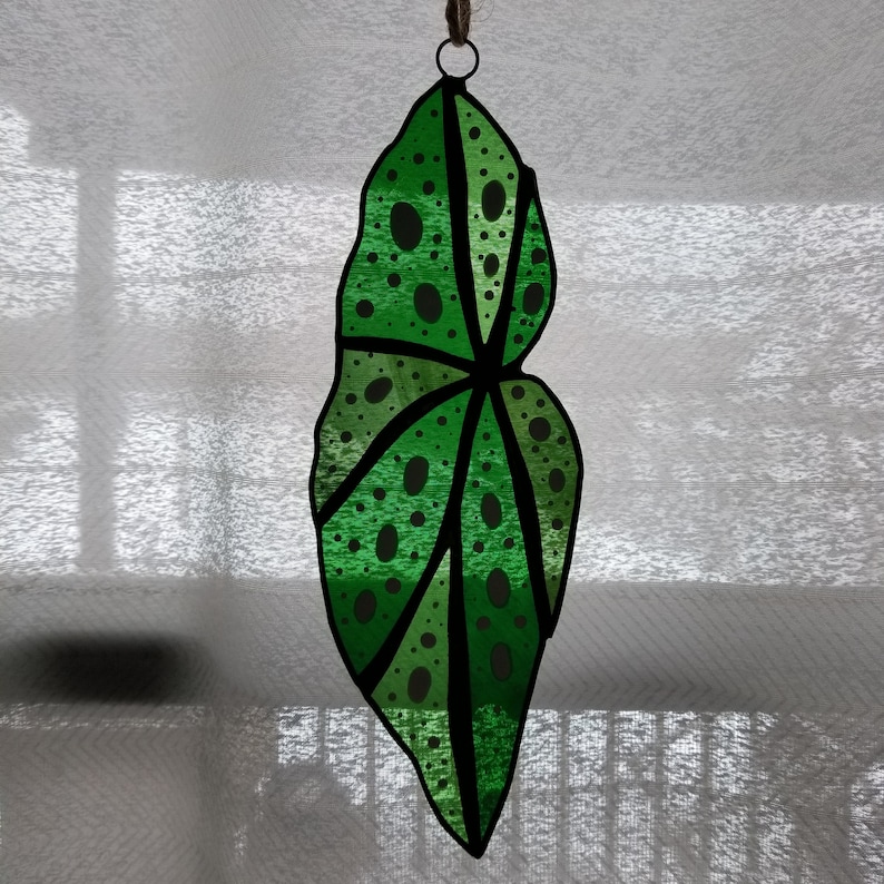 Begonia maculata Stained Glass Leaf Suncatcher Plant